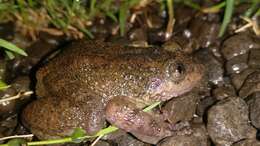 Image of Bombay night frog