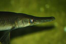 Imagem de Lepisosteus platostomus Rafinesque 1820