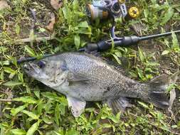 Image of Australian bass