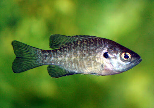 Image of Bluegill Sunfish