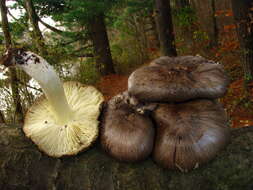 Imagem de Tricholoma portentosum (Fr.) Quél. 1873