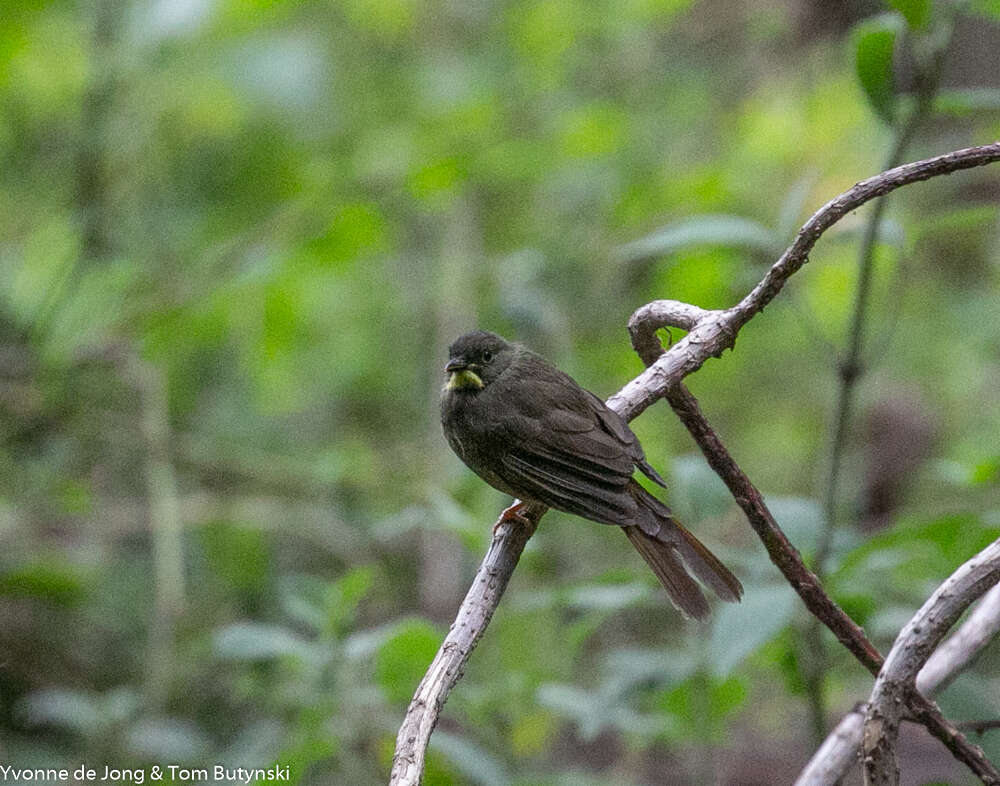 Image of Yellow-whiskered Greenbul