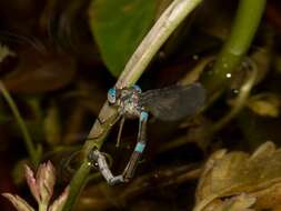 Plancia ëd Austrolestes leda (Selys 1862)