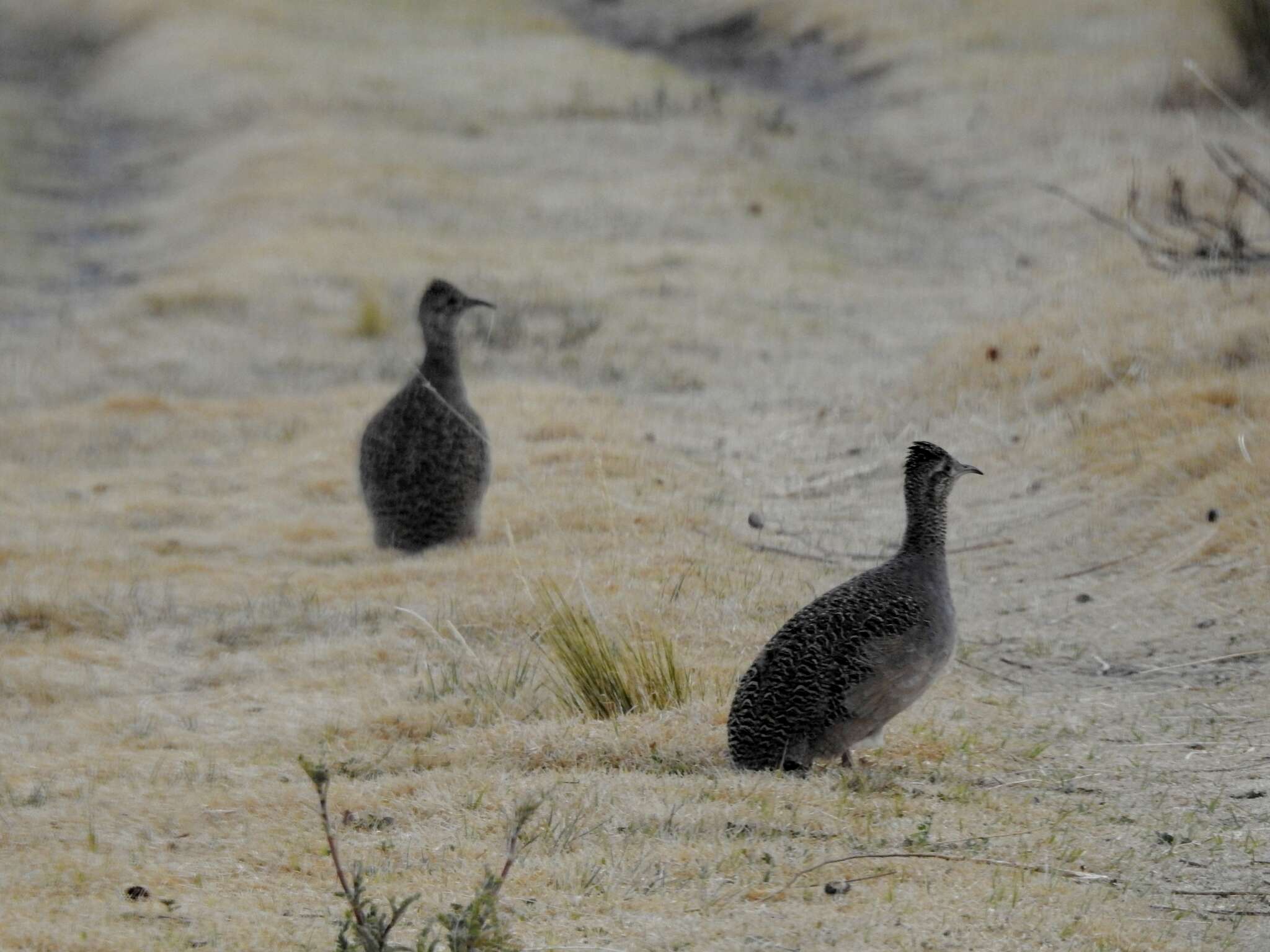 Image of Ornate Tinamou