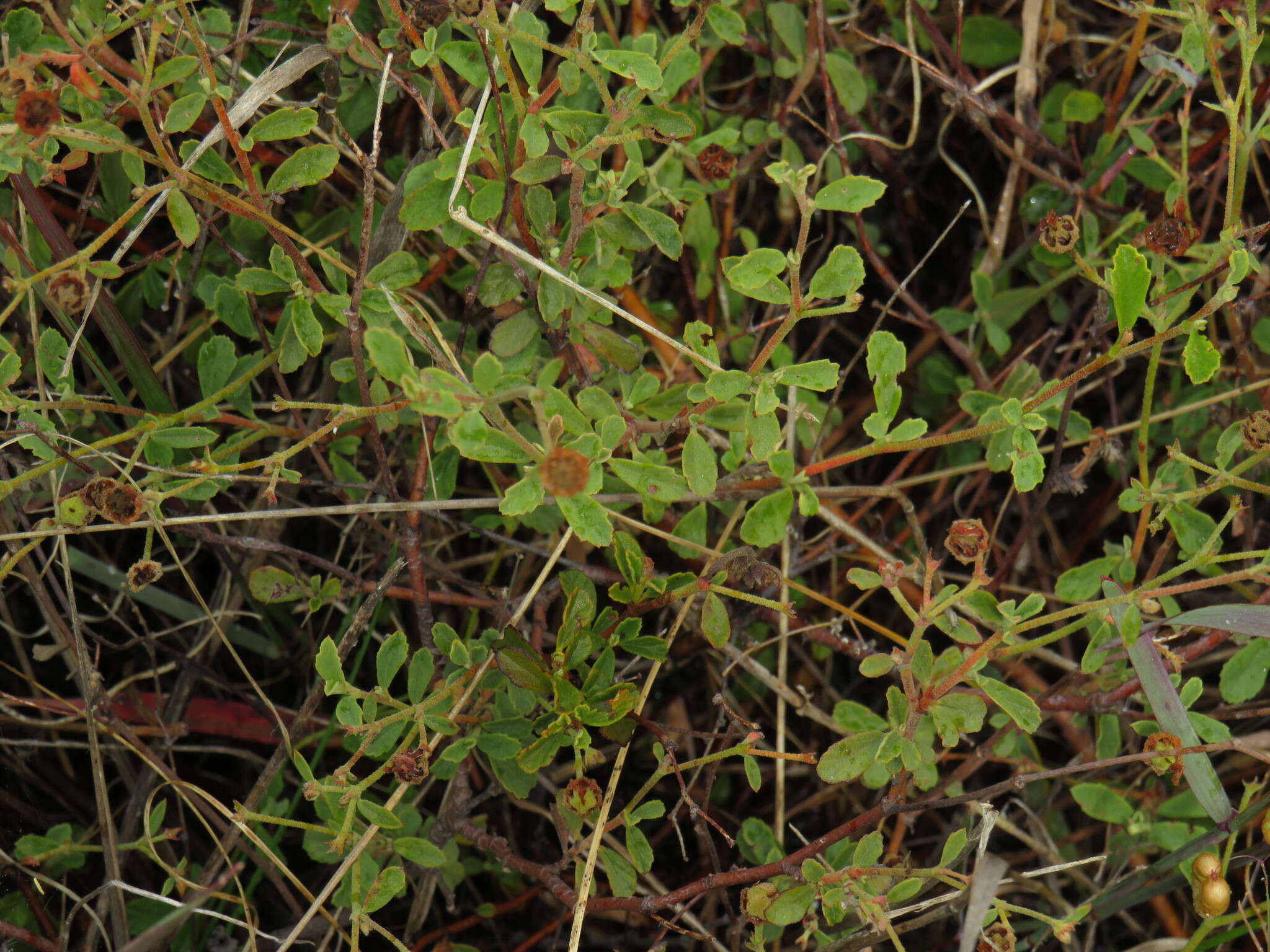 Image of Hermannia multiflora Jacq.
