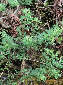 Image of Madeira Dyer's greenweed