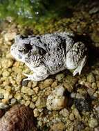 Image of Arroyo toad