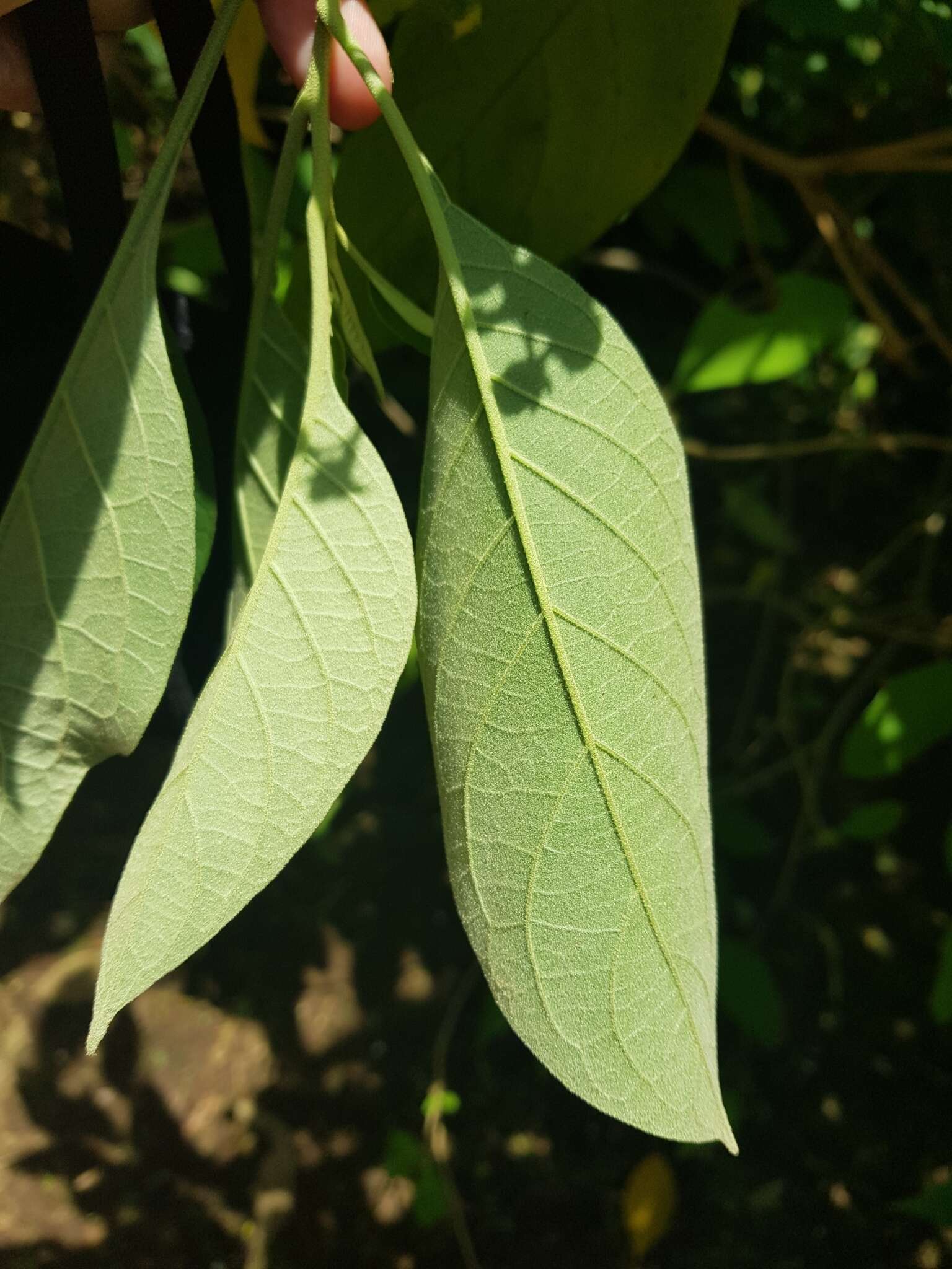 Plancia ëd Solanum hazenii Britton