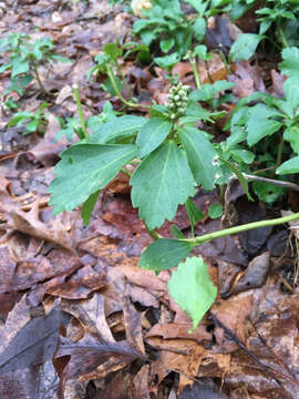 Image of Japanese pachysandra