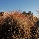 Image of Echinocereus adustus subsp. schwarzii (A. B. Lau) N. P. Taylor