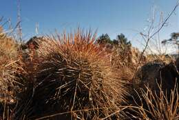 Echinocereus adustus subsp. schwarzii (A. B. Lau) N. P. Taylor的圖片