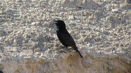 Image of Arabian Chestnut-winged Starling