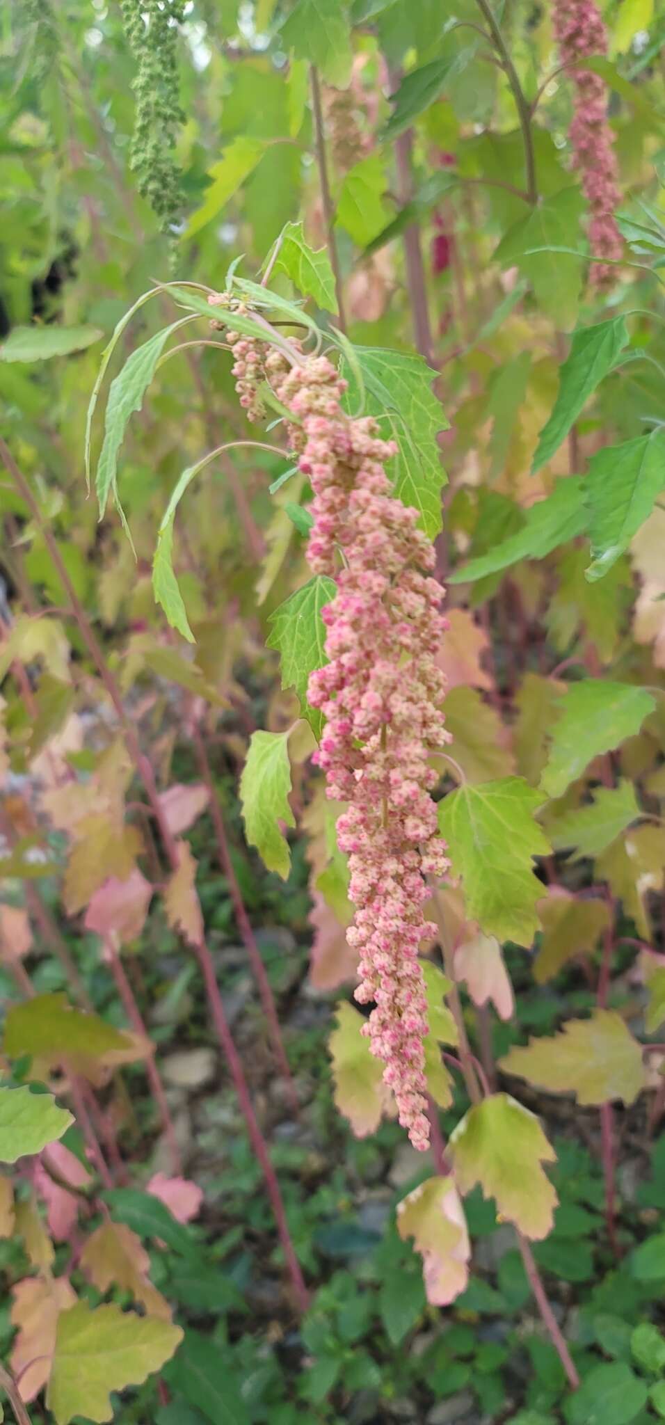 Plancia ëd Chenopodium formosanum Koidz.