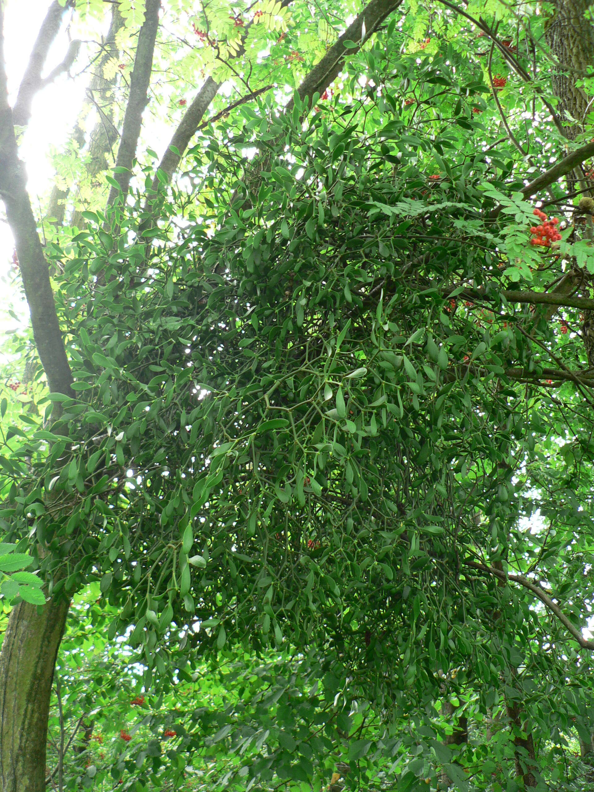 Image of European mistletoe