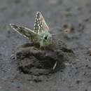 Image of large grizzled skipper