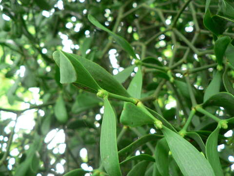 Image of European mistletoe