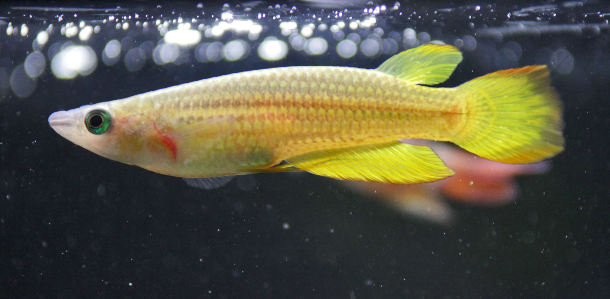 Image of Golden Wonder Killifish