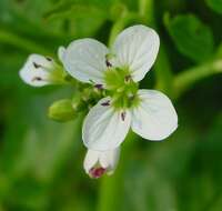 Image of Large Bittercress