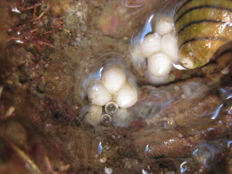 Image of Pacific Bobtail Squid