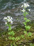 Image of Large Bittercress