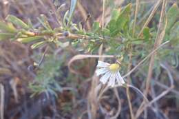 Imagem de Scaevola spinescens R. Br.