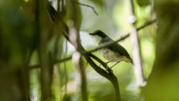 Image of Little Slaty Flycatcher