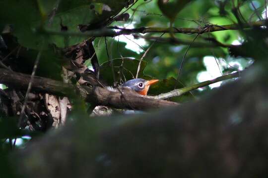 Image of Chestnut-throated Flycatcher