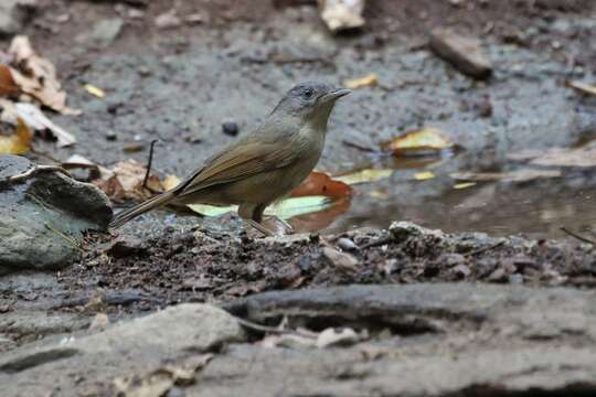 Image of Brown-cheeked Fulvetta