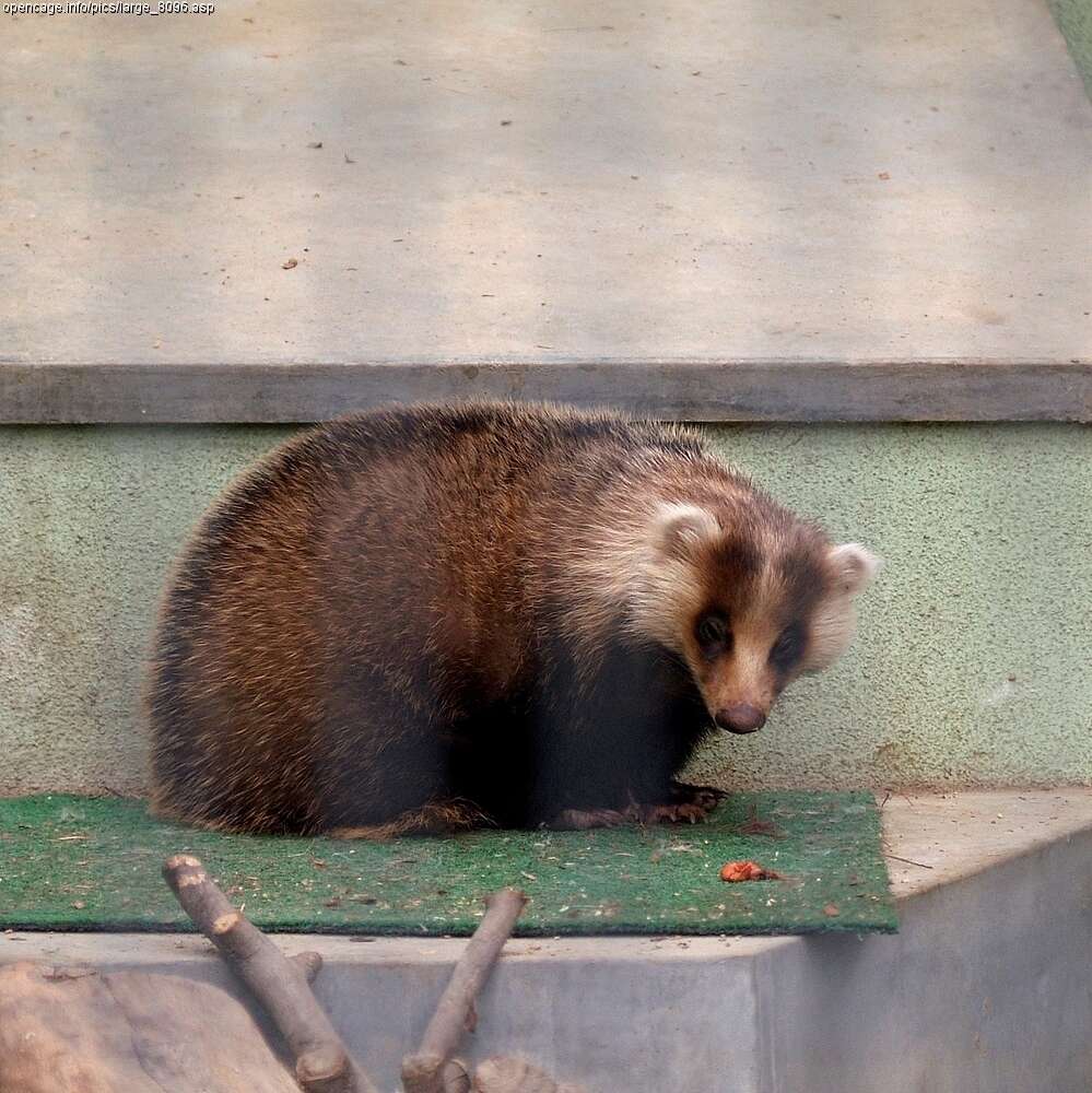 Image of Japanese Badger