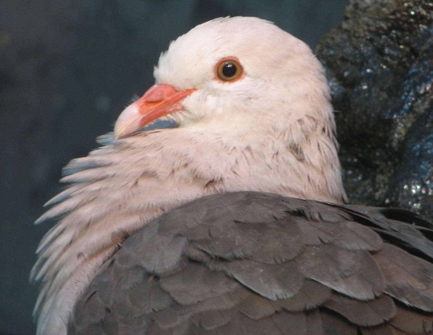 Image of Pink Pigeon