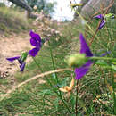 Image of <i>Viola lutea</i> var. <i>westfalica</i> A. A. H. Schulz