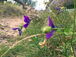 Image of <i>Viola lutea</i> var. <i>westfalica</i> A. A. H. Schulz