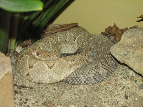 Image of Cascabel Rattlesnake