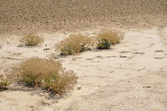 Image of Lepidium cartilagineum (J. Mayer) Thell.