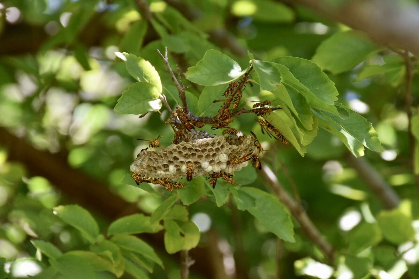 Image de Polistes cubensis Lepeletier 1836