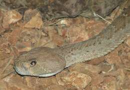 Image of Red Diamond Rattlesnake