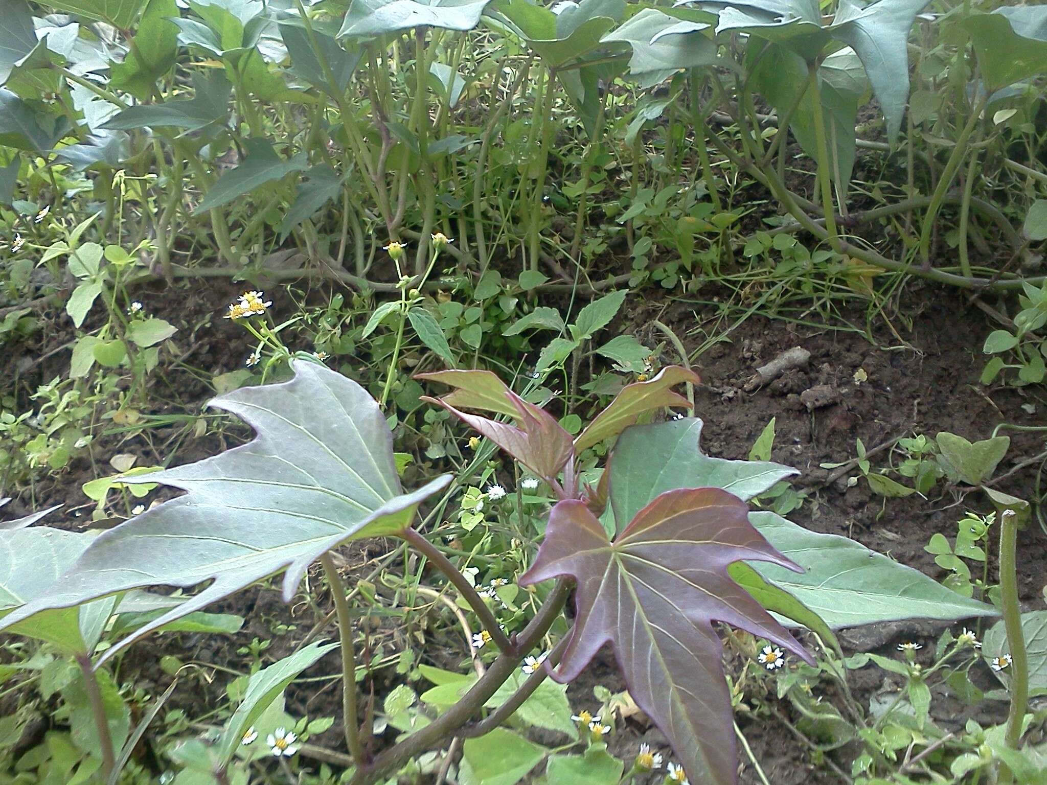 Image of sweet potato