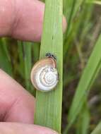 Image of Carthusian snail