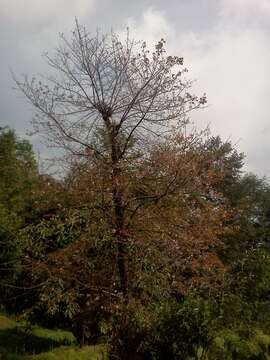 Plancia ëd Prunus cerasoides D. Don