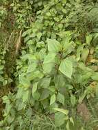 Image of sticky snakeroot