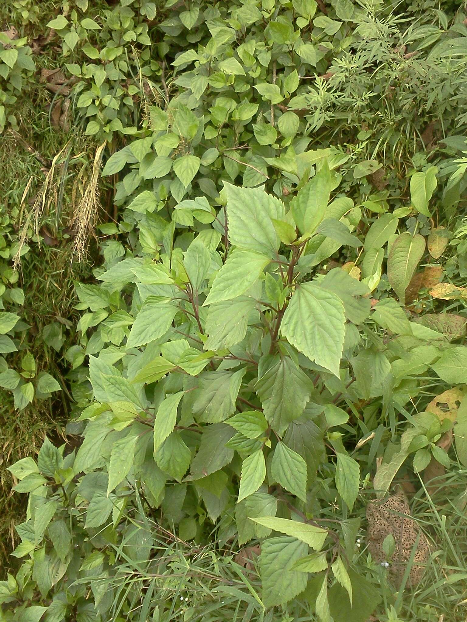 Image of sticky snakeroot