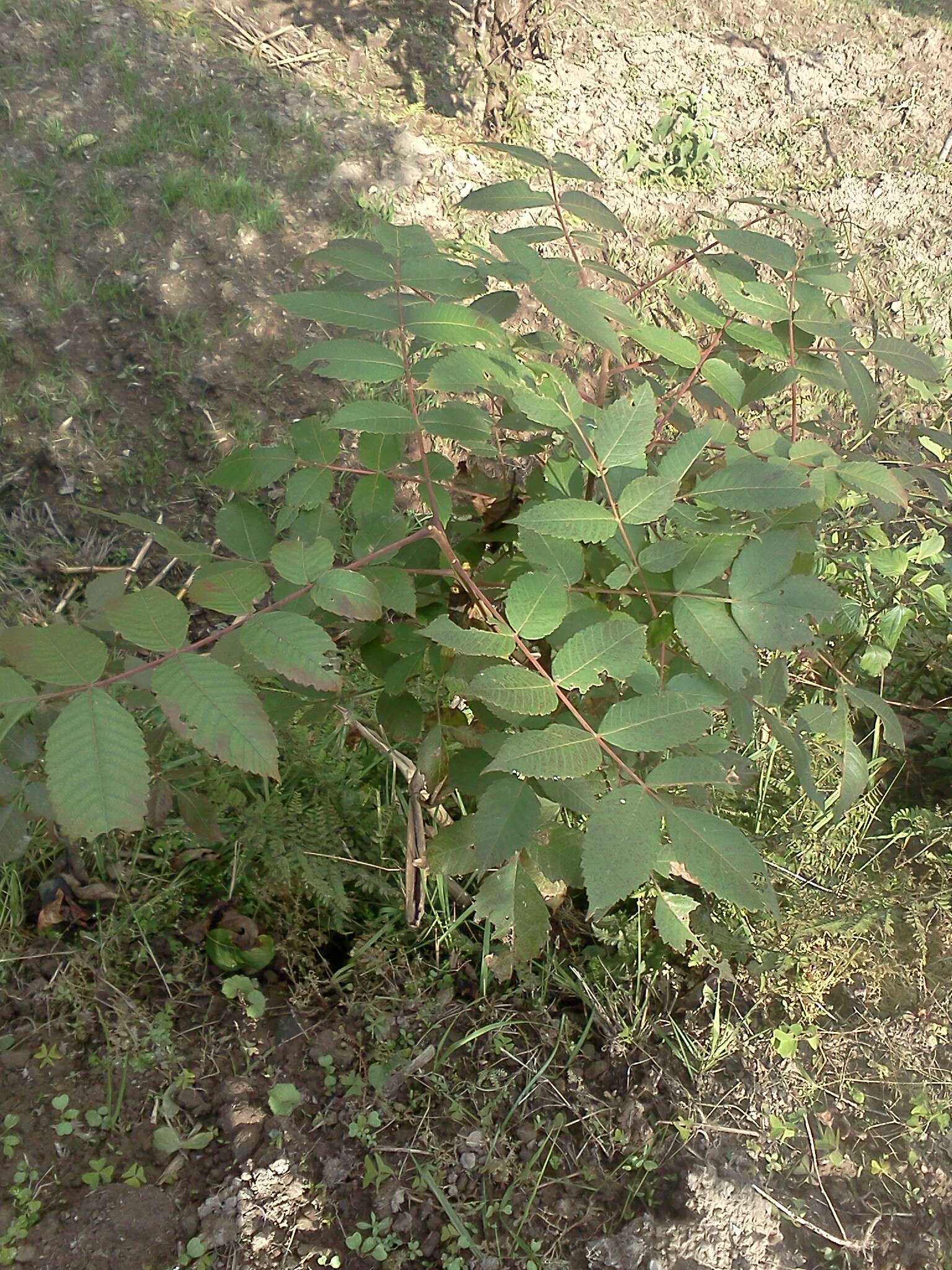 Sivun Rhus chinensis Mill. kuva