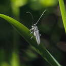 Image of Phytoecia nigricornis (Fabricius 1782)