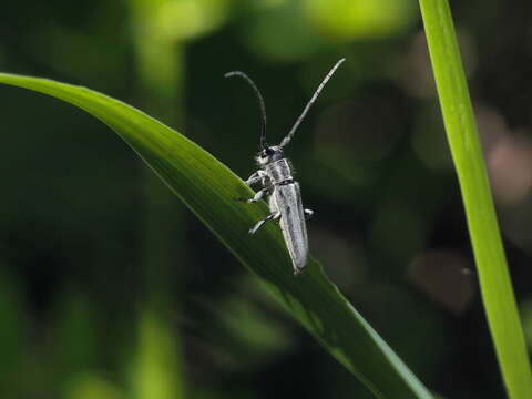 Слика од Phytoecia nigricornis (Fabricius 1782)