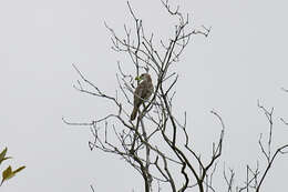 Image of White-shouldered Triller