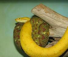 Image of Eyelash Viper