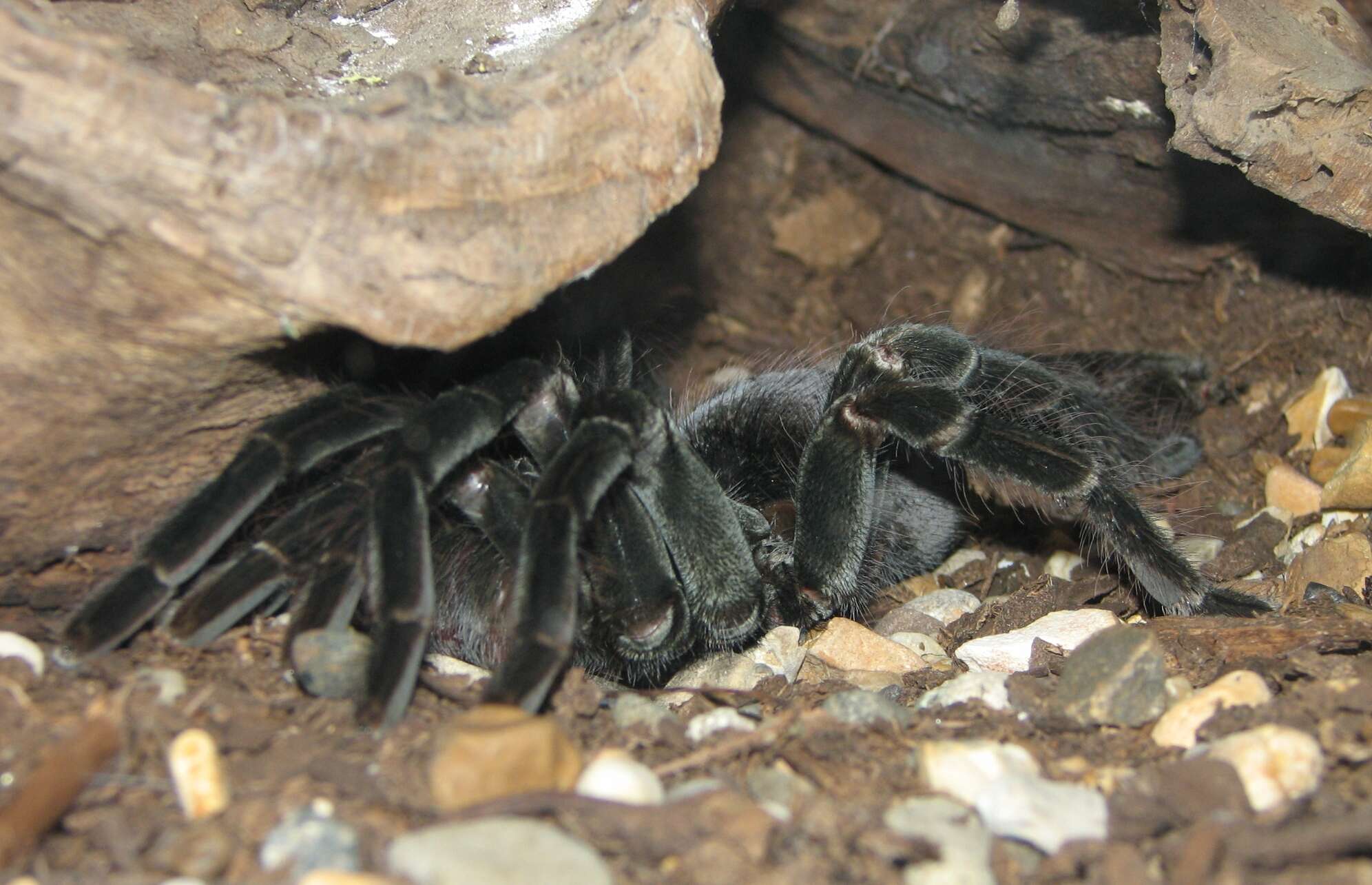 Image of Brazilian salmon pink tarantula