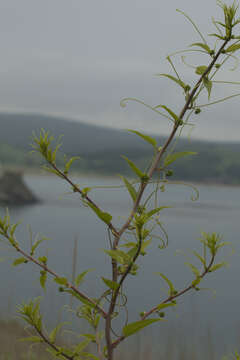 Image of Smilax riparia var. riparia