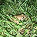 Image of Banded Wood Frog