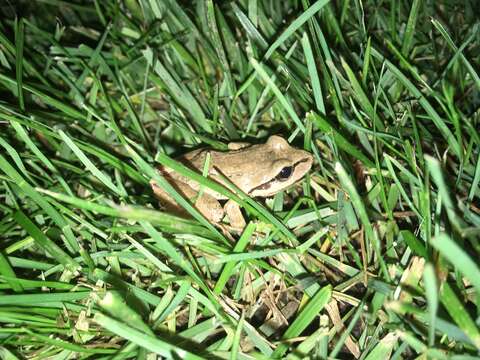 Image of Banded Wood Frog